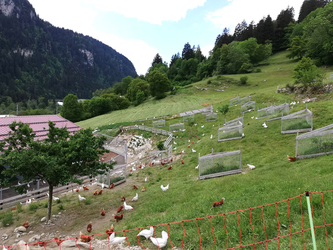 Bio Geflügel-Fleisch