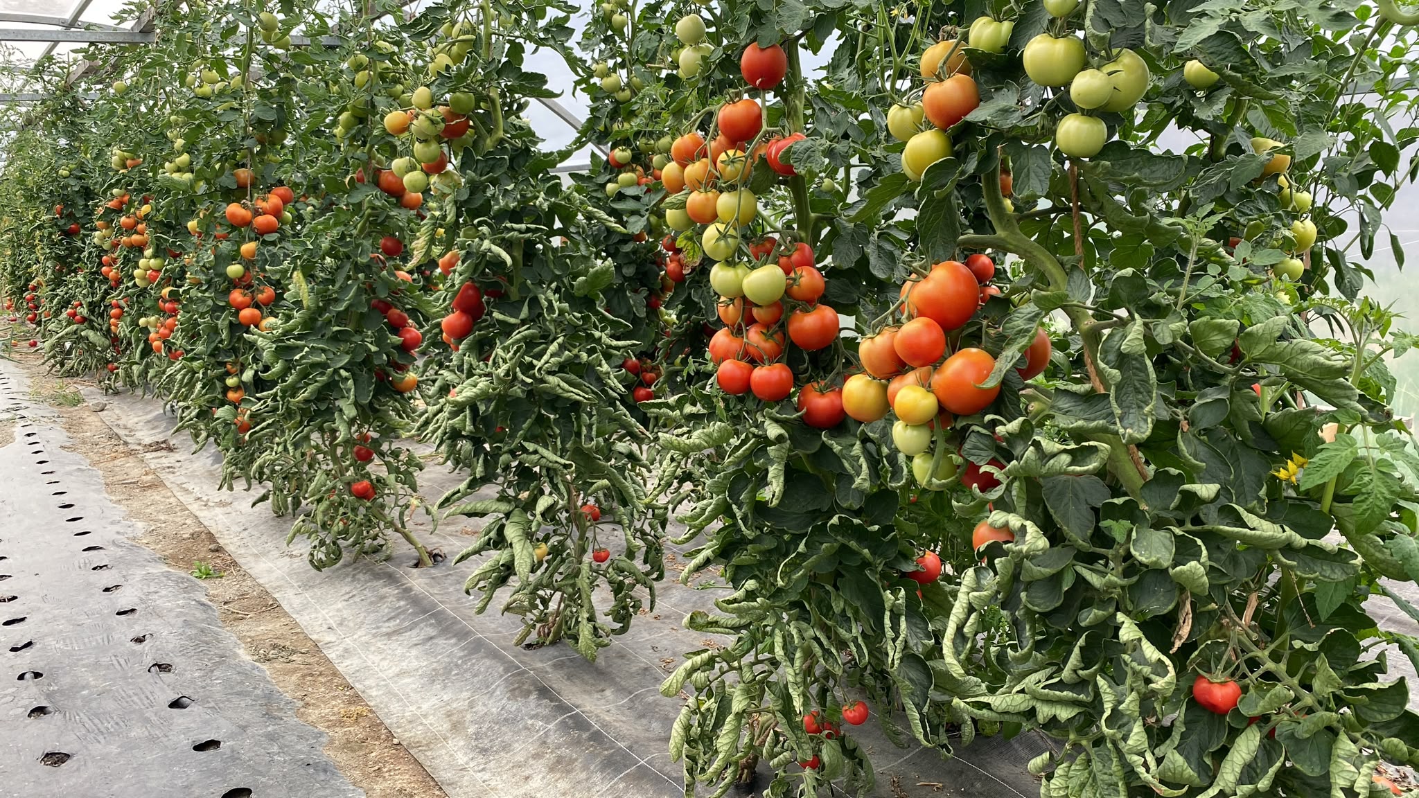 Tomaten