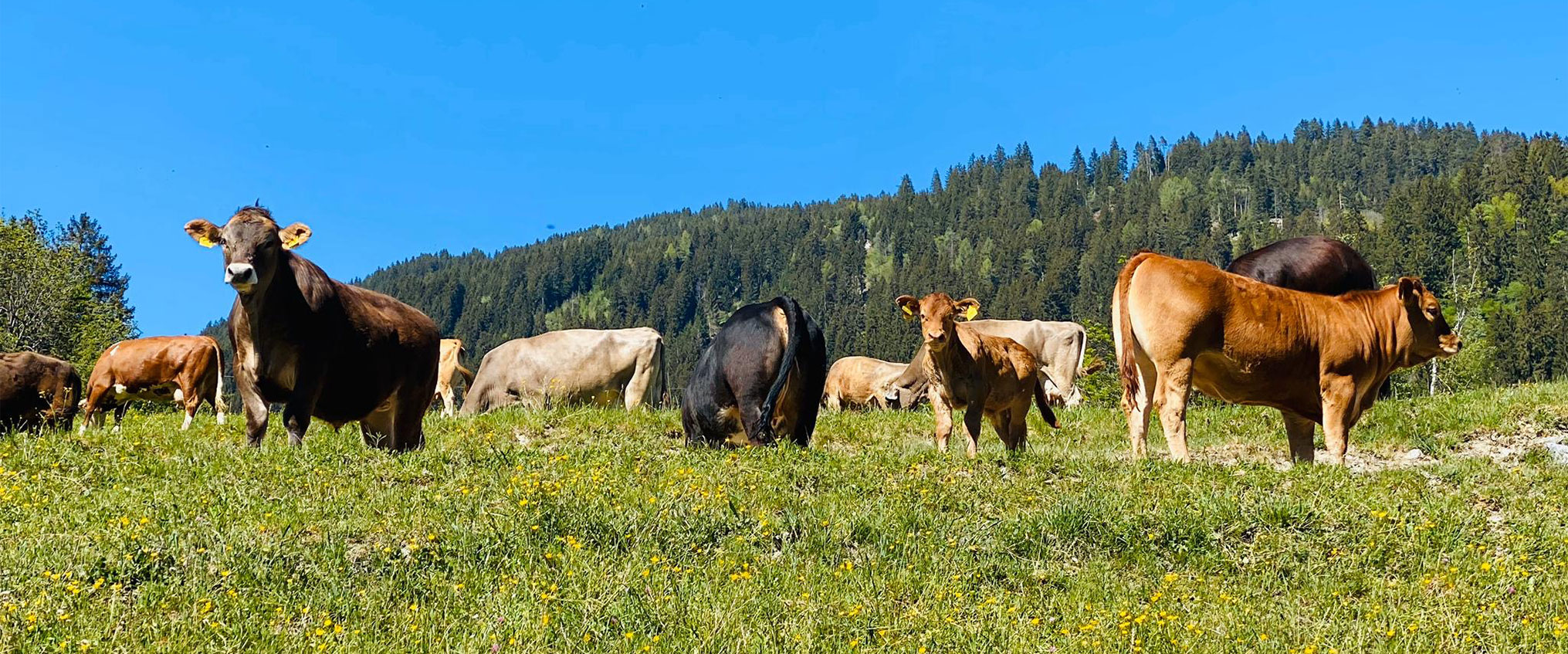 Unsere Kühe